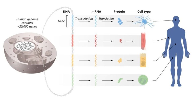 Giai Nobel Y hoc nam 2024 vinh danh nguoi kham pha microARN-Hinh-2