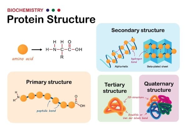 Giai Nobel hoa hoc 2024 trao cho 3 nha nghien cuu giai ma protein-Hinh-2