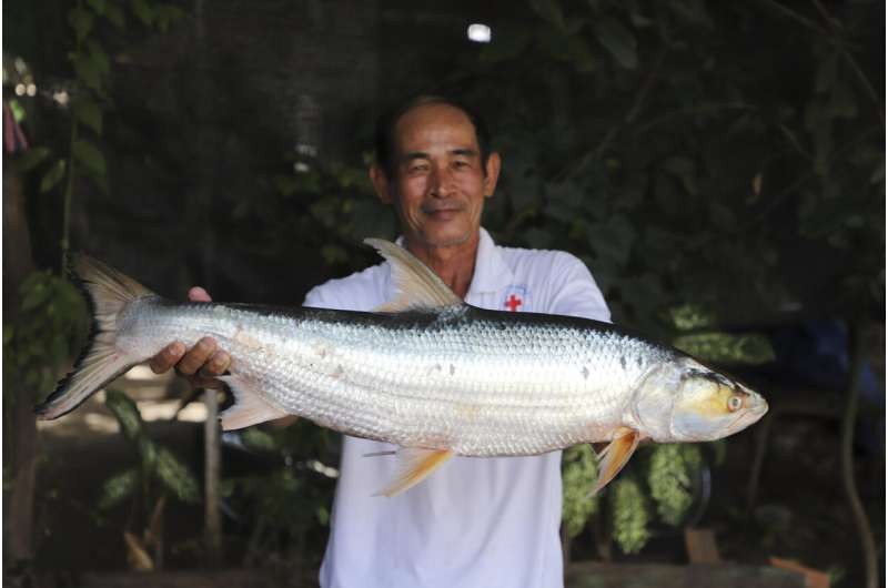 Ca ma khong lo ngo tuyet chung lai xuat hien tren song Me Kong-Hinh-2