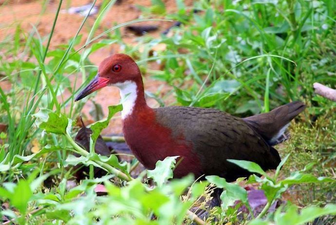 Ngo ngang loai chim tuyet chung hon van nam bat ngo 