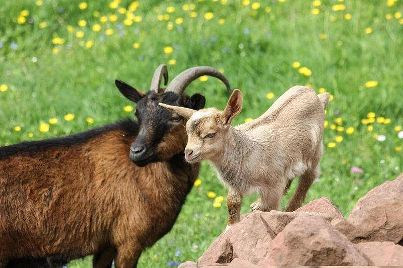 Tu vi cuoi tuan (10 - 11/5): 3 con giap vo het van may-Hinh-6