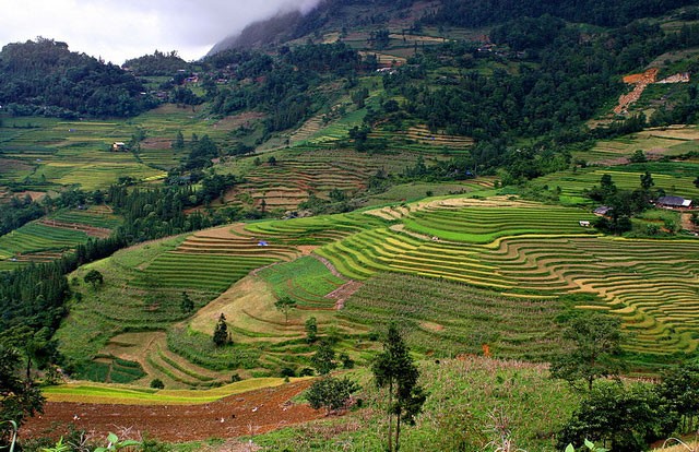 Chiem nguong ve dep ngo ngang cua coi mo Si Ma Cai Lao Cai-Hinh-8