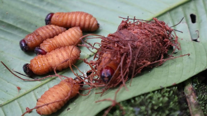 Khong chi ve ngoai nhin ghe, duong co khien nguoi an ngo doc nang