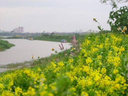 Chuyen tinh rut re nhut nhat mang ten Mua hoa cai-Hinh-8