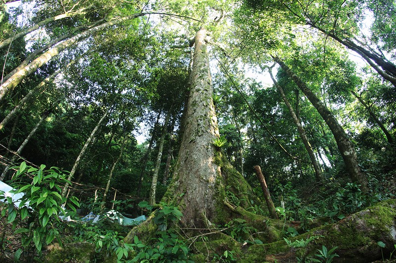 San lung cung kho mua, mat ong dang co gi sieu hiem?-Hinh-5