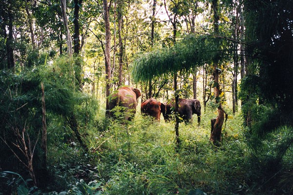 Tan muc kho bau doc nhat vo nhi o Vuon quoc gia Yok Don-Hinh-2