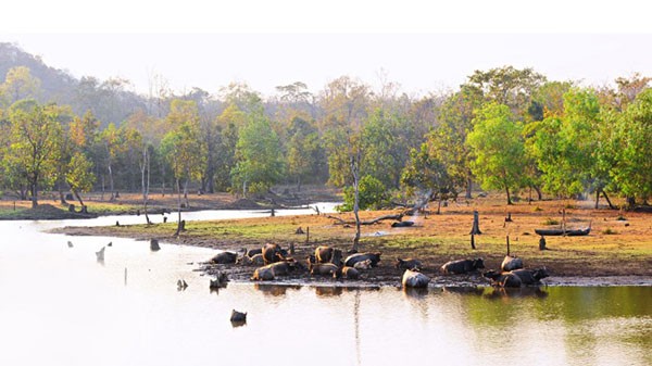 Tan muc kho bau doc nhat vo nhi o Vuon quoc gia Yok Don-Hinh-3