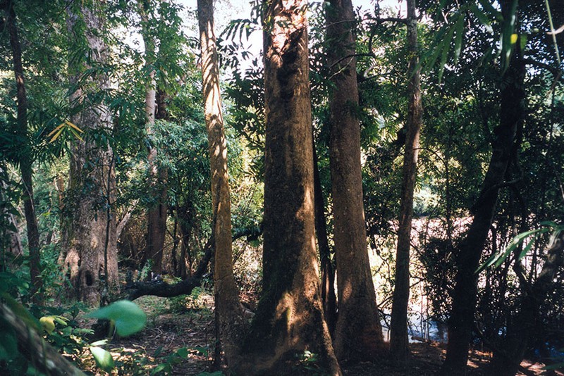 Tan muc kho bau doc nhat vo nhi o Vuon quoc gia Yok Don-Hinh-7