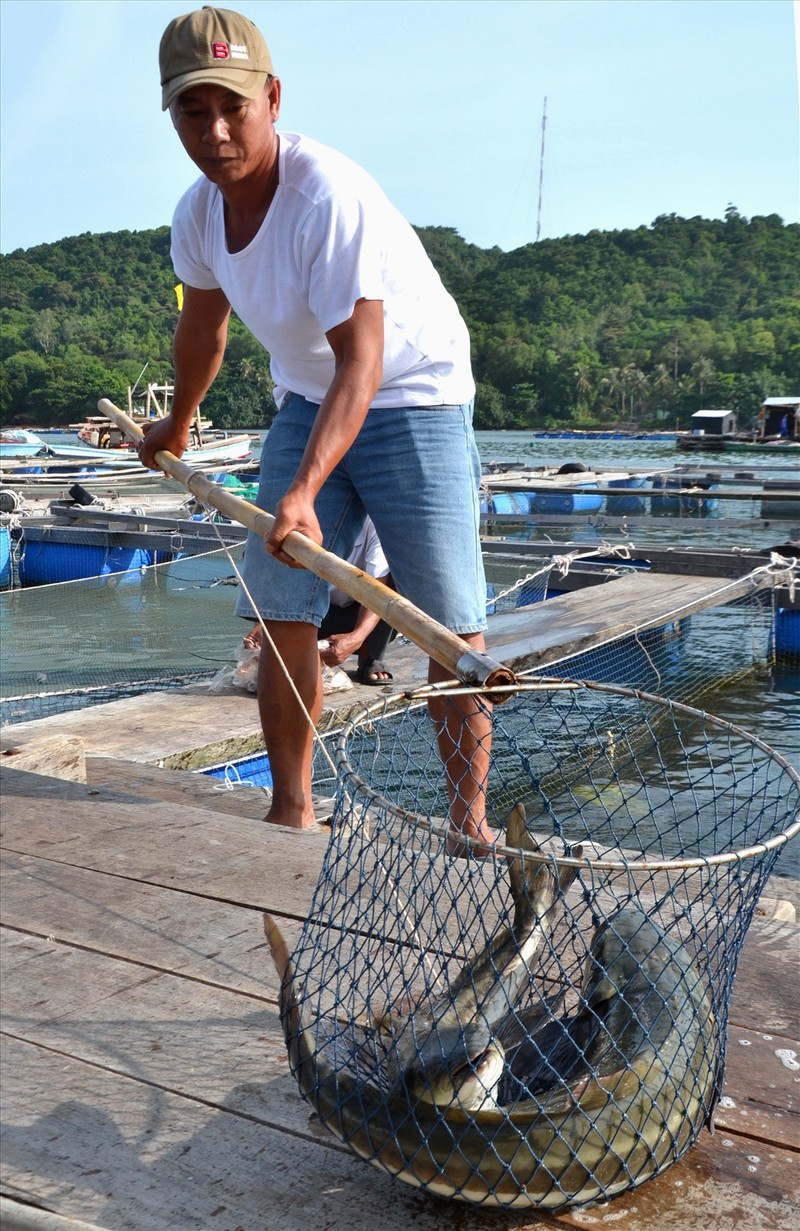 Kien Giang: Lang bien doi doi nho nuoi loai “ca bac ty“-Hinh-2