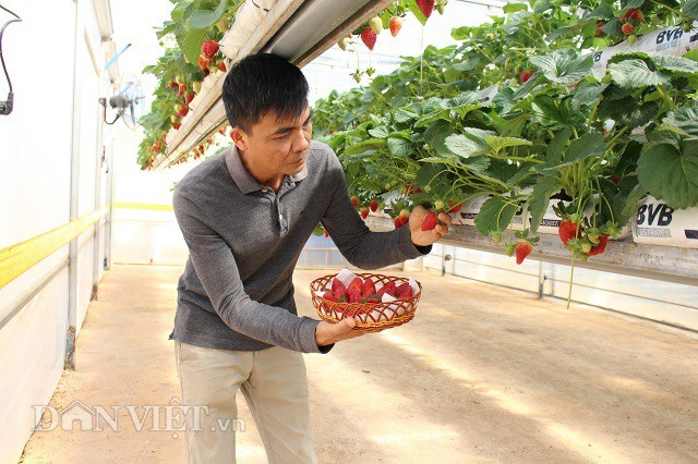 Me hoac vuon dau tay dep nhu o chau Au, co the... nang len ha xuong