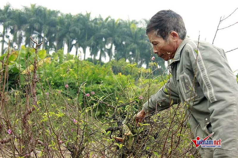 Dau don nhin hang tram goc dao tet bi ke gian don ha o Bac Ninh-Hinh-7