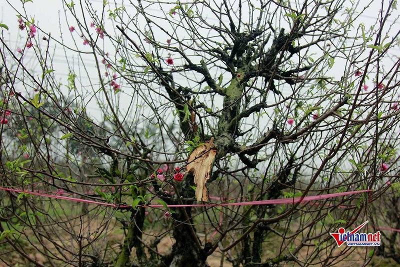 Dau don nhin hang tram goc dao tet bi ke gian don ha o Bac Ninh