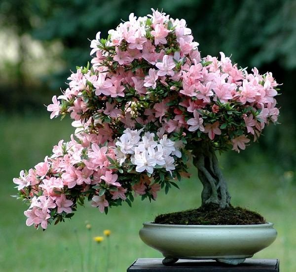 Tranh nhung sai lam nay trong cach choi hoa Tet de hoa ben dep-Hinh-13