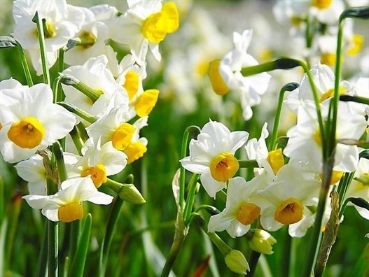Tranh nhung sai lam nay trong cach choi hoa Tet de hoa ben dep-Hinh-7