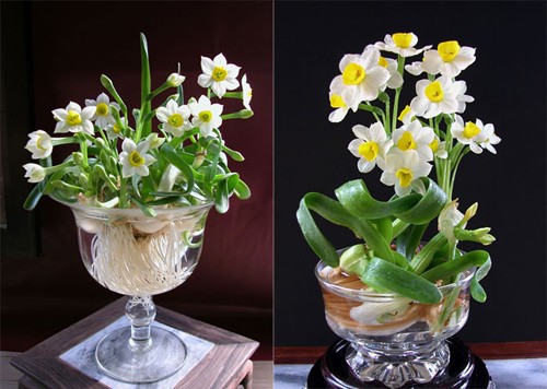 Tranh nhung sai lam nay trong cach choi hoa Tet de hoa ben dep-Hinh-9