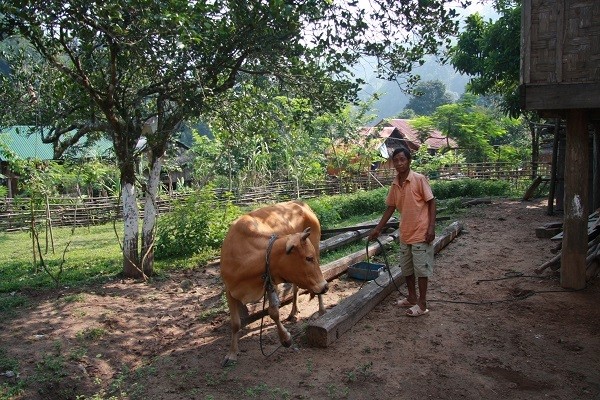 Chuc cay sua do ngoai vuon, nha co may chuc ty khong can ban-Hinh-3