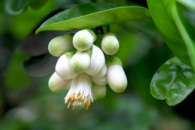 Nhung cong dung tuyet voi cua hoa buoi khong phai ai cung biet-Hinh-12