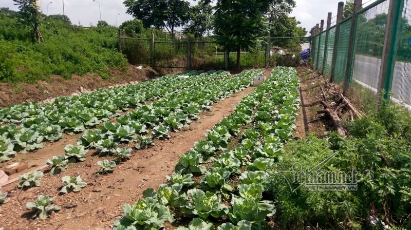 Ngo ngang “trang trai” trong rau, nuoi bo giua dai lo Thang Long-Hinh-11