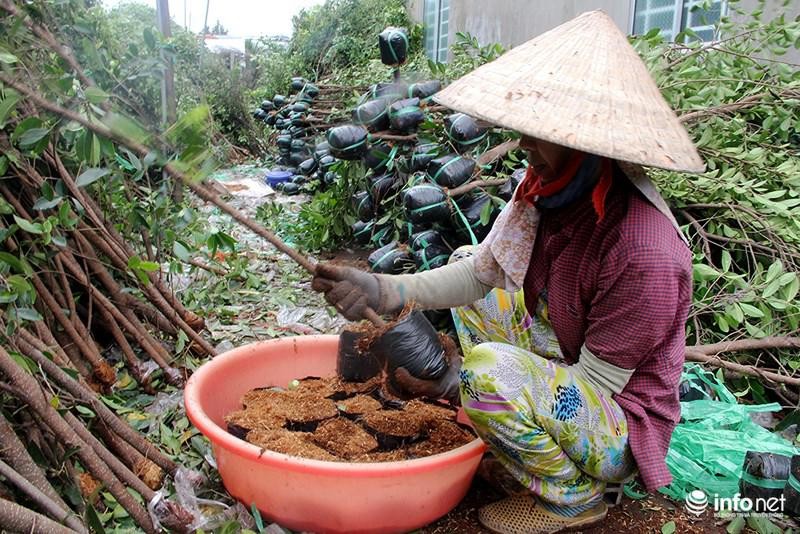 Vuon kieng tao hinh thu 40 nam o Ben Tre tat bat vao mua Tet-Hinh-6