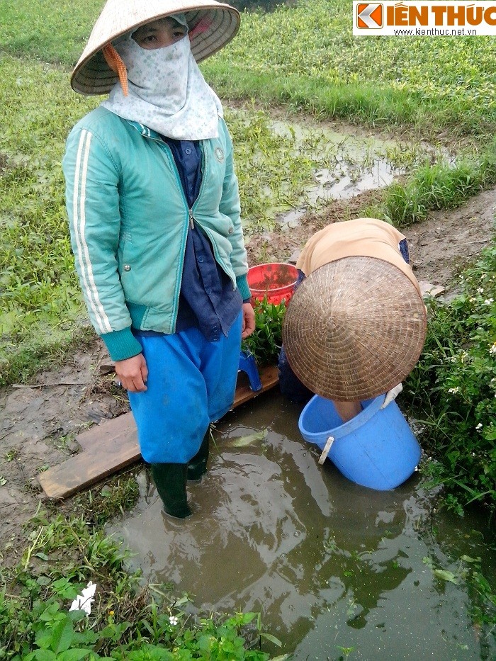 Khao sat noi trong rau sach o Ha Noi: Kinh hoàng nguòn nuóc ban-Hinh-2