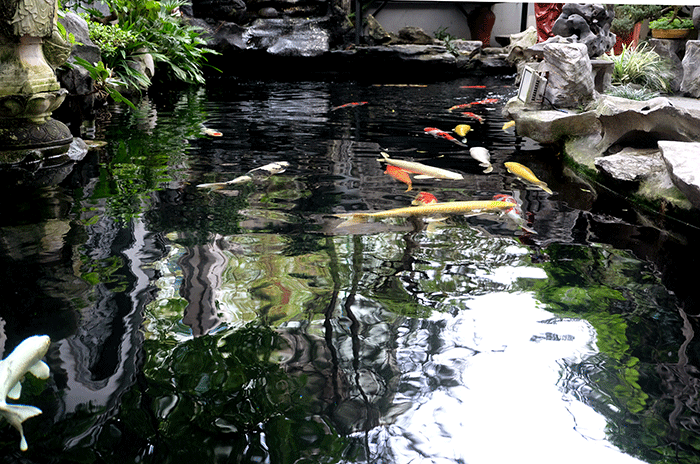 Be ca Koi hang tram trieu trong nha dai gia Ha Noi-Hinh-10