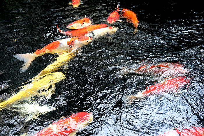 Be ca Koi hang tram trieu trong nha dai gia Ha Noi-Hinh-7