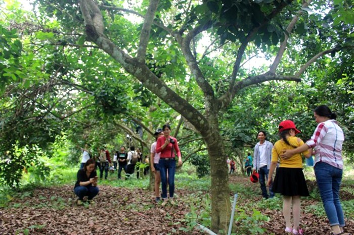 Tet Doan Ngo, “vuong quoc” chom chom khong... co trai