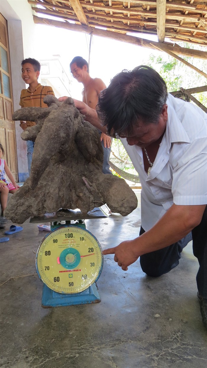 Don vuon, dao duoc cu khoai mai nang chua tung co 23kg