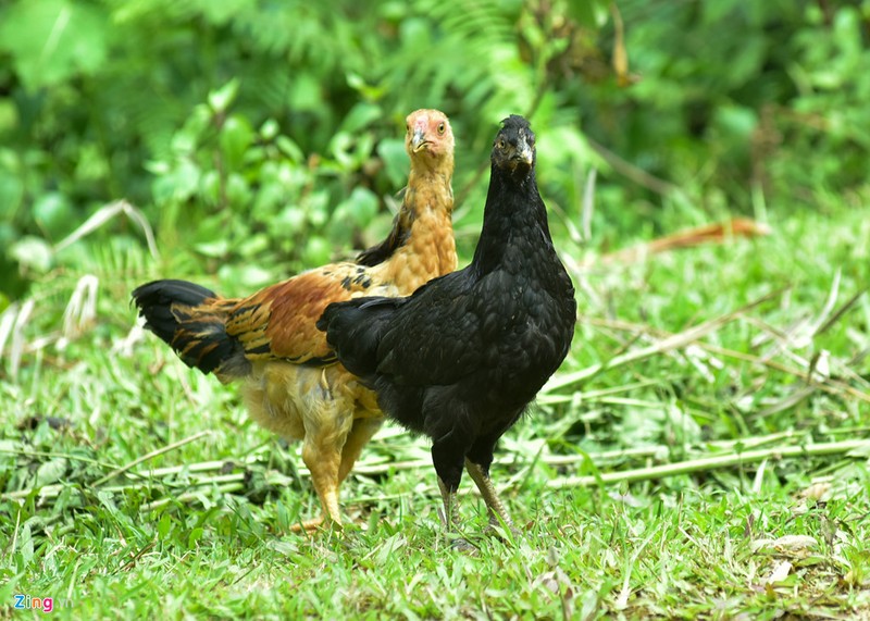 Ga xuong den quy hiem cua nguoi Mong o Mu Cang Chai-Hinh-10