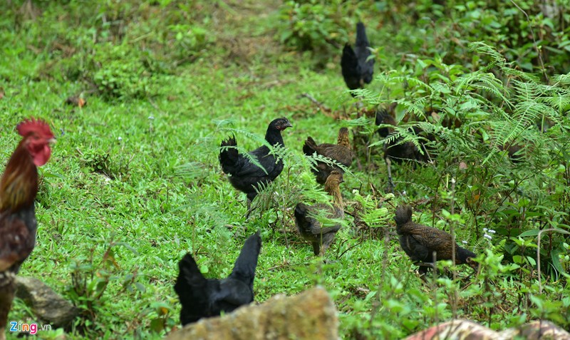 Ga xuong den quy hiem cua nguoi Mong o Mu Cang Chai-Hinh-8