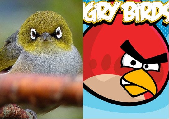 Kỳ Thú Phiên Bản Angry Birds Ngoài Đời Thực | Khoa Học | Trithuccuocsong.Vn