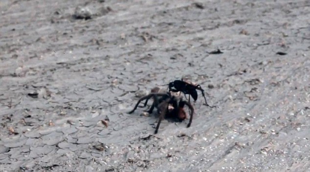 Kich tinh ong khong lo tu chien voi nhen doc Tarantula-Hinh-2