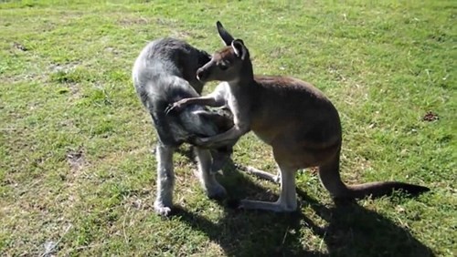 Xem kangaroo va cho vat lon kich liet