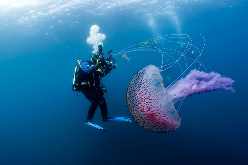 Mau sac sac so cua cac loai sua ngoai dai duong