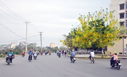 Ngam hoa Osaka no ro tuyet dep tren pho Sai Gon-Hinh-11