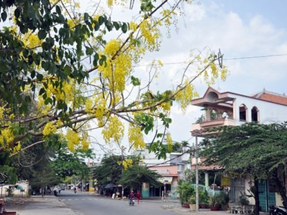 Ngam hoa Osaka no ro tuyet dep tren pho Sai Gon-Hinh-12