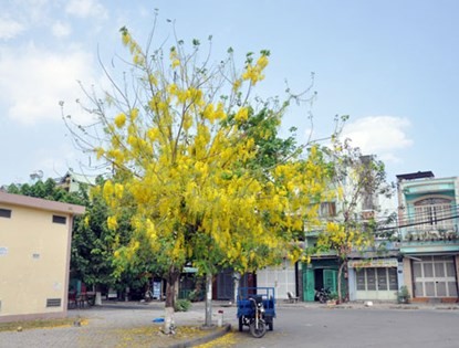 Ngam hoa Osaka no ro tuyet dep tren pho Sai Gon-Hinh-2