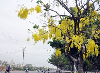 Ngam hoa Osaka no ro tuyet dep tren pho Sai Gon-Hinh-3