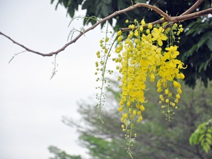 Ngam hoa Osaka no ro tuyet dep tren pho Sai Gon-Hinh-4