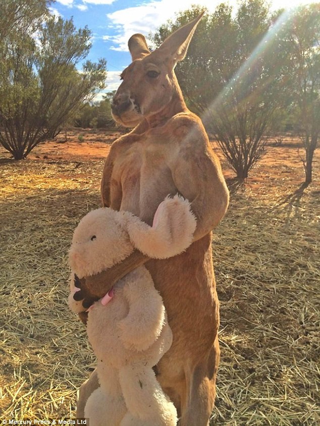 Kangaroo co bap nhu luc sy thich choi... thu bong