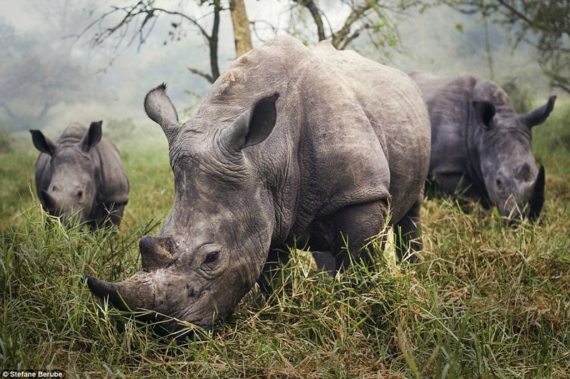 10 anh thien nhien va cuoc song dep nhat cua National Geographic-Hinh-4