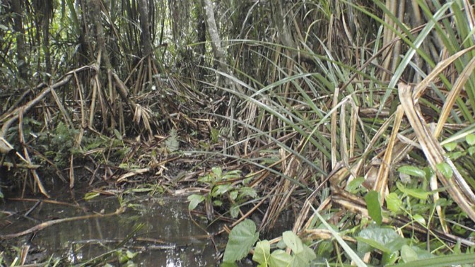 Loai cay ky la chi dam choi tren dat co kim cuong-Hinh-10