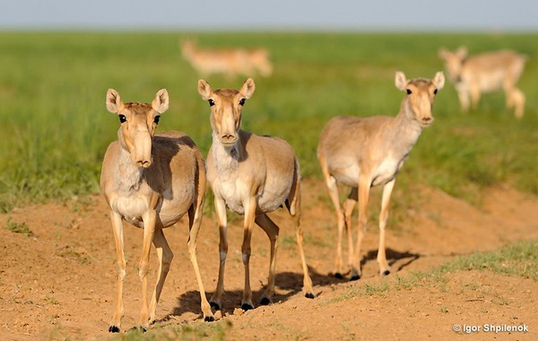 Linh duong Saiga chet hang loat day bi an-Hinh-2