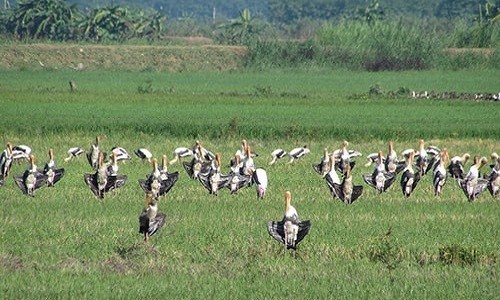 Dan bo nong chan xam xuat hien bi an o Binh Thuan