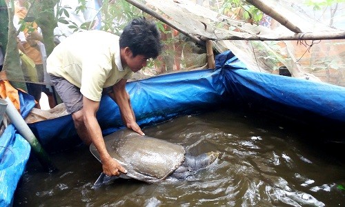 Dong Thap: Bat duoc cua dinh khong lo, nang 25 kg