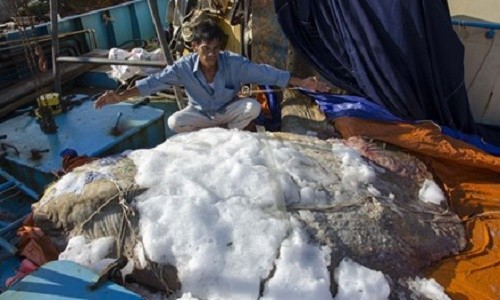 Tom gon ca ky la, co hinh thu ky quai nang 600 kg