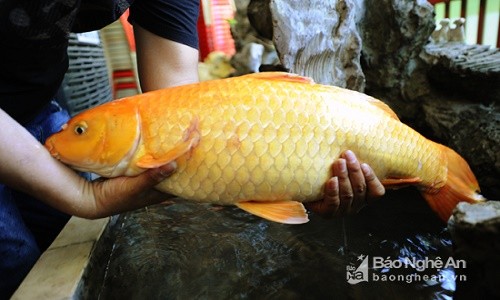 Ca chep vang "khung" sa bay can thu o Nghe An