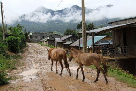 Dieu it biet ve loai ngua &quot;noi danh&quot; trong chien tran Viet Nam-Hinh-6