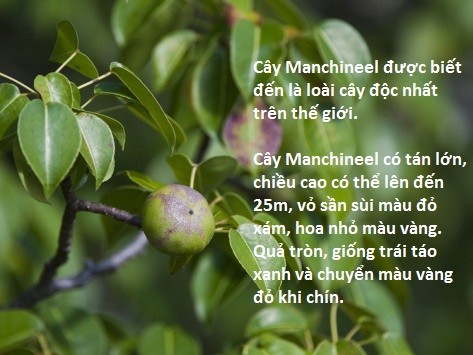 Kinh di cay doc nhat the gioi &quot;qua tao nho cua than chet&quot;