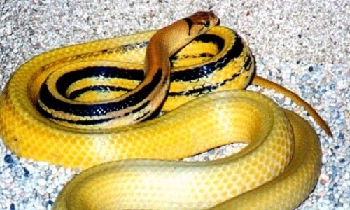 Rắn rồng chính là những sinh vật được xem là trùm cuối trong thế giới các loài rắn. Hãy cùng thưởng thức những hình ảnh về rắn rồng với những sắc màu rực rỡ và phong cách hoành tráng.